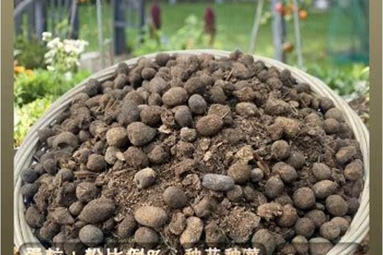 铁皮石斛施肥技术及其注意事项 石斛施肥方法和注意事项