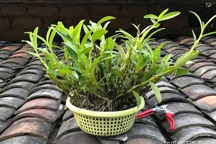 铁皮石斛肥料有什么样的比较好？哪位能给点建议？