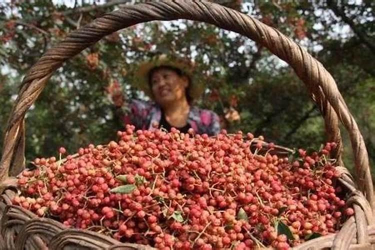 花椒树为什么根部腐烂身上流黑水