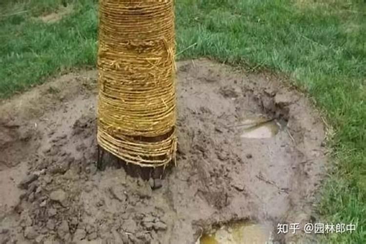 新移栽的苗木,生根剂多久用一次