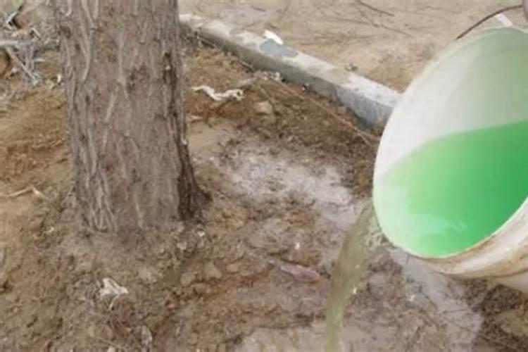 生根粉直接撒在根部能活吗 生根粉直接浇土里能不能行