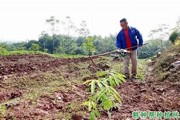 尿素氮肥使用方法