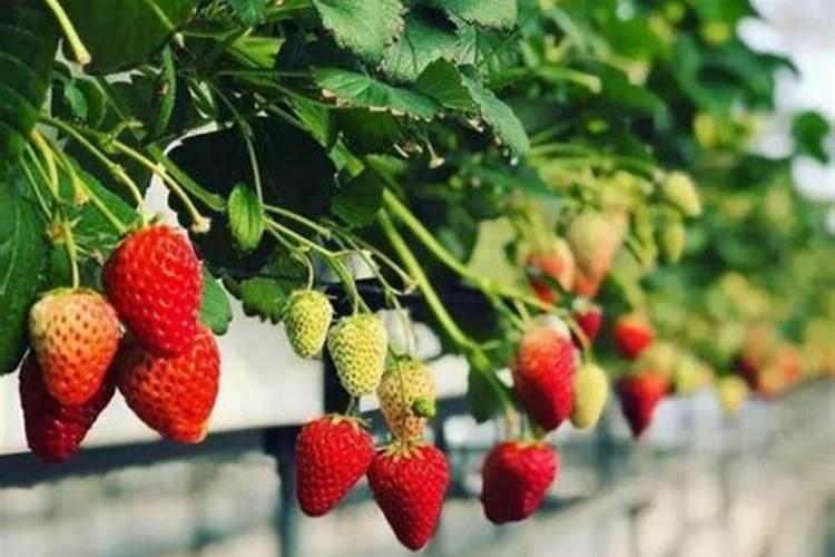 草莓要施什么肥料