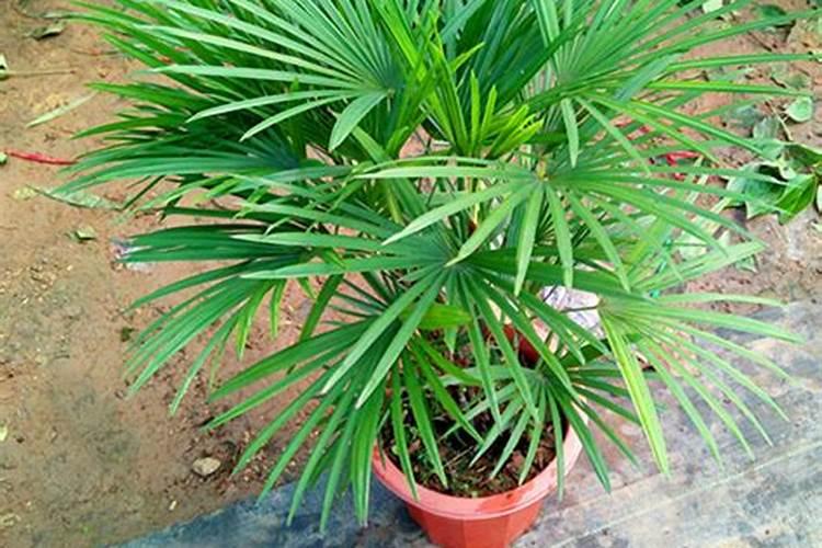 朝天椒变红方法