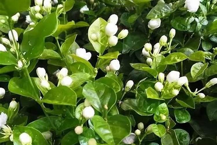 土培茉莉花需要施什么肥料