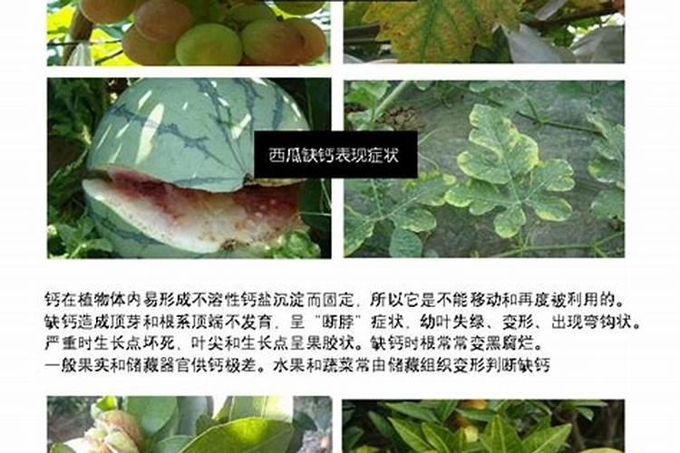 处于连阴天,水果怎样达成增甜效果？