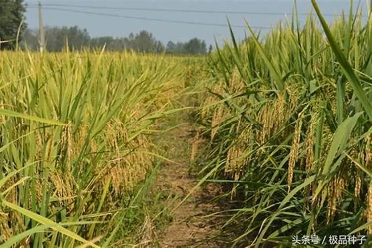 金秋砂糖桔着色了可以淋鱼蛋白水吗