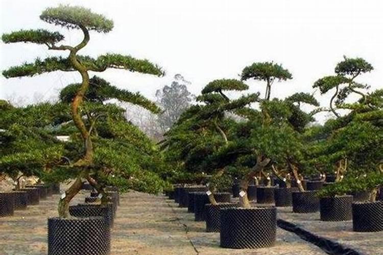 罗汉松用什么肥料最好,怎么施肥