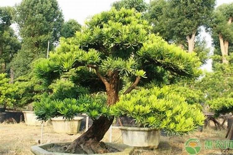 罗汉松树叶发黄长白斑是什么原因怎么补救？