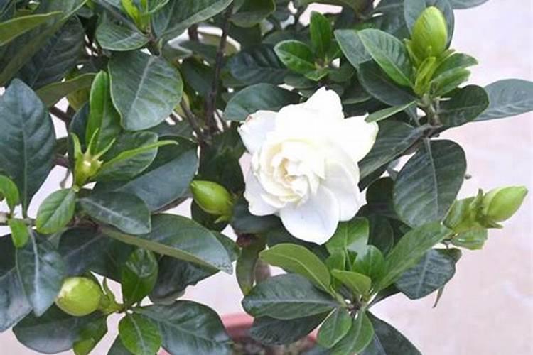 栀子花最好的肥料是什么怎么施？