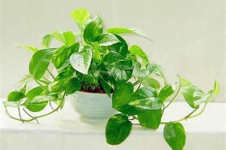 绿萝要施什么肥