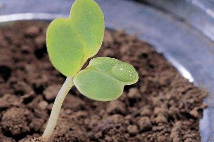 种子发芽多久可以施肥 种子发芽后多久需要施肥