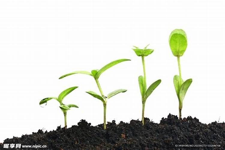 三角梅生桩发芽后多久能施肥