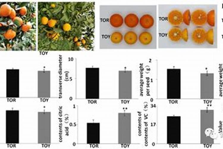 沃柑全年施肥时间表