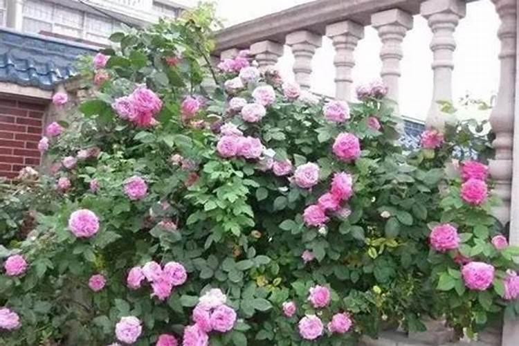 爬藤月季花的养殖方法和注意事项
