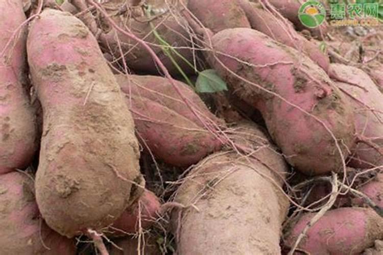 小麦追肥用硝酸磷好吗 什么时候使用效果好