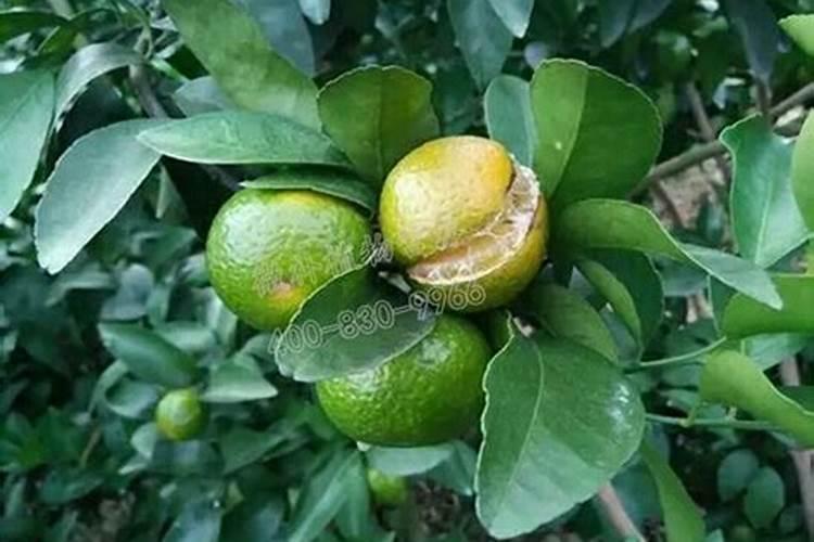 水稻灌浆10大忌