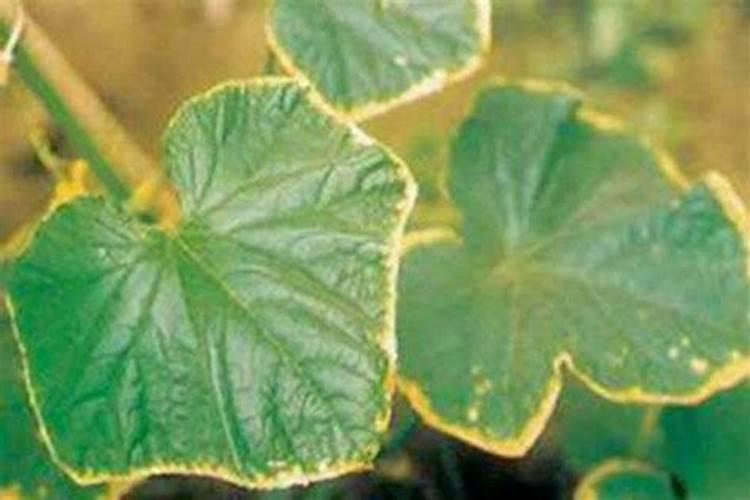 黄瓜施肥过多快死了如何救治