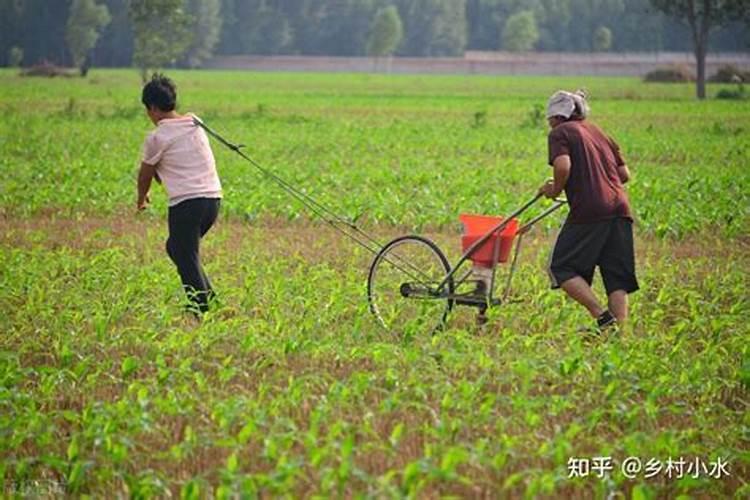 冬季蒜苗多久浇一次水