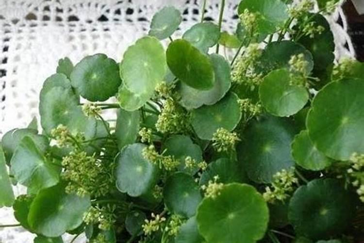 生根剂水溶肥叶面喷施效果会好吗