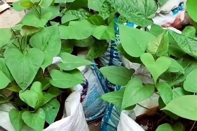 大棚油桃一年一般能产多斤一亩