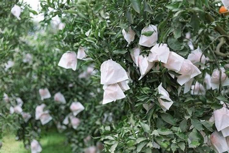 桃树叶面肥如何用磷酸二氢钾