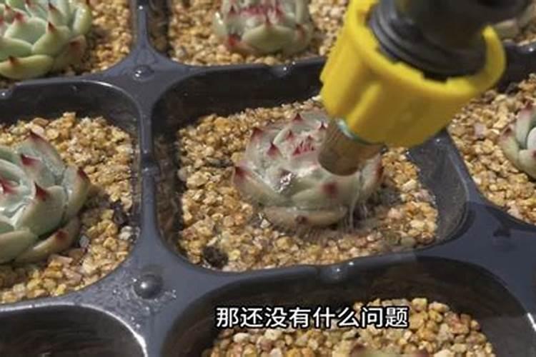 苹果树七月中下旬应该怎么使用膨大肥？