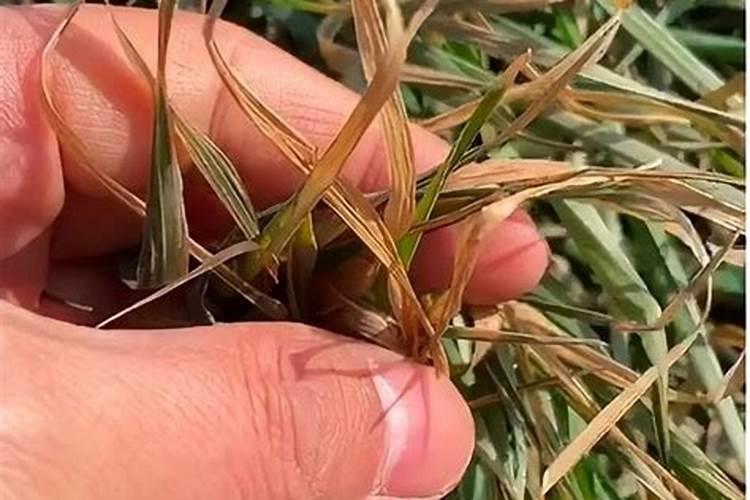 水稻施肥方法和用量