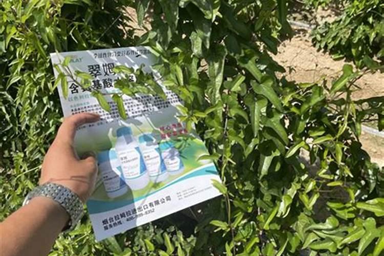 玉米打芸苔素有什么好处