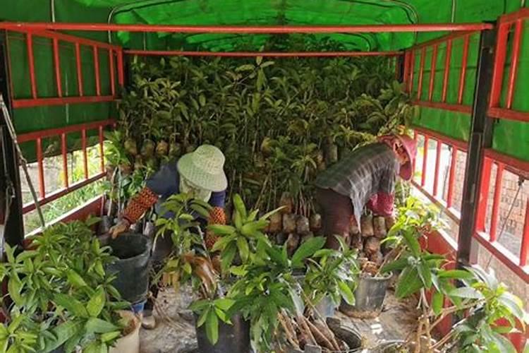 中国兰陵三农物资城是一个什么样的物资城