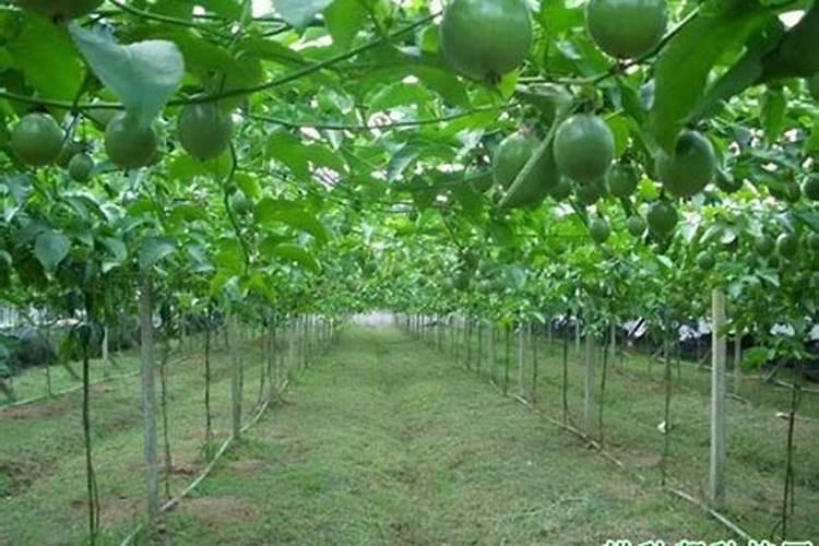 折耳根种植方法