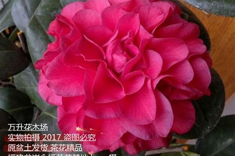 茶花什么时候施肥最好