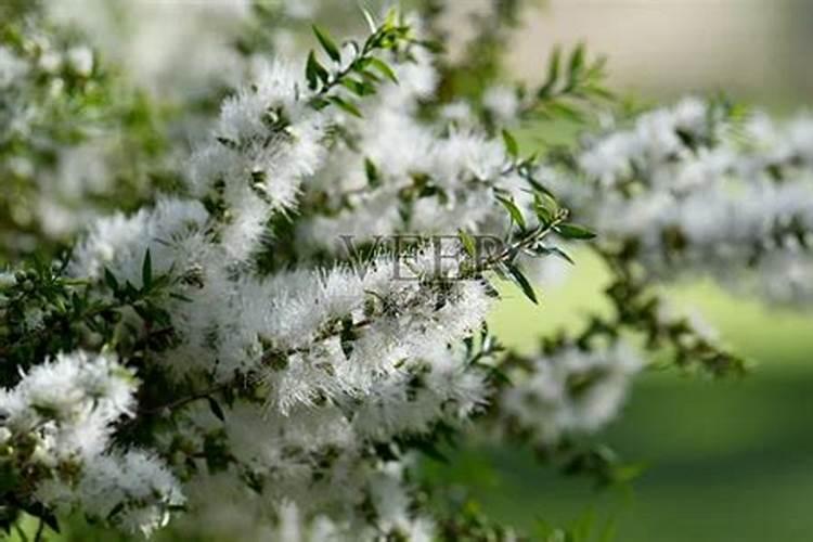 茶花肥料用啥子比较好