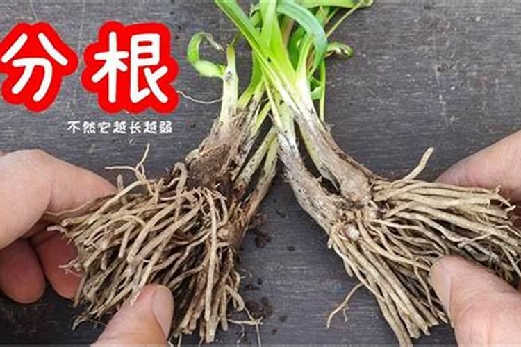 韭菜用什么肥料长得又肥又壮