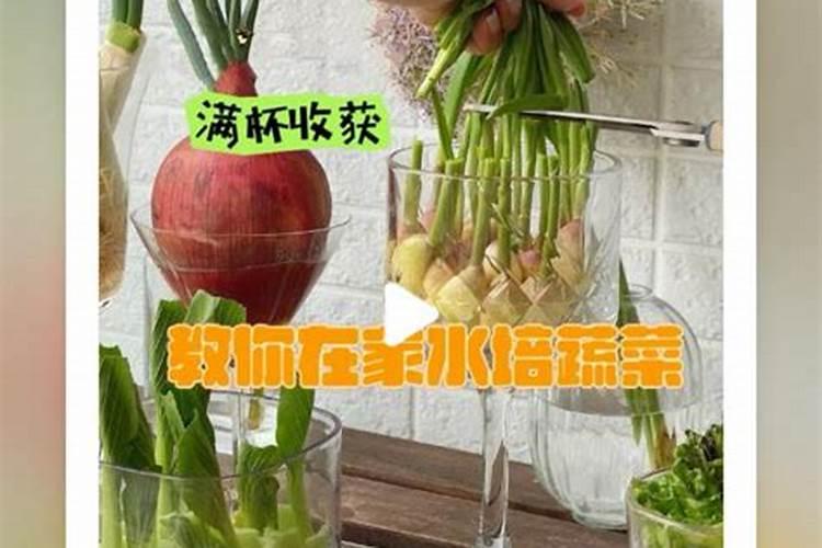 湾区绿菜水耕蔬菜 无土栽培营养液的原料及其要求