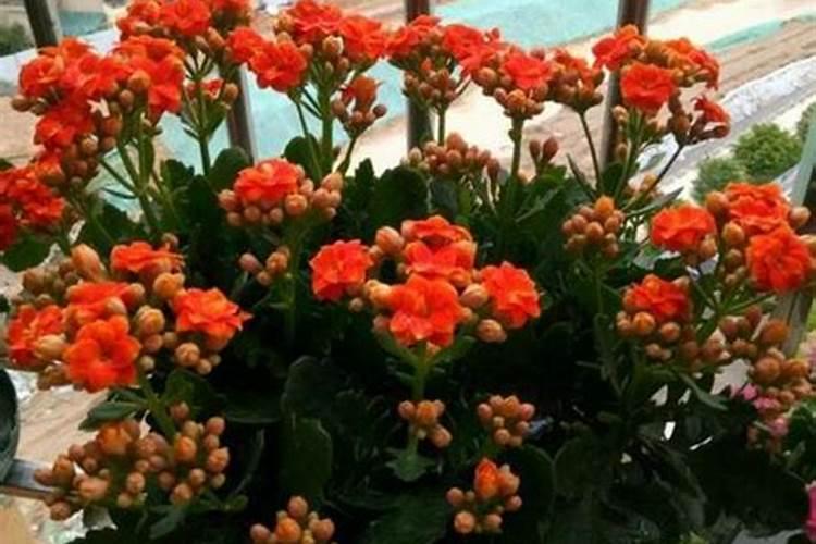 长寿花施肥时间和方法