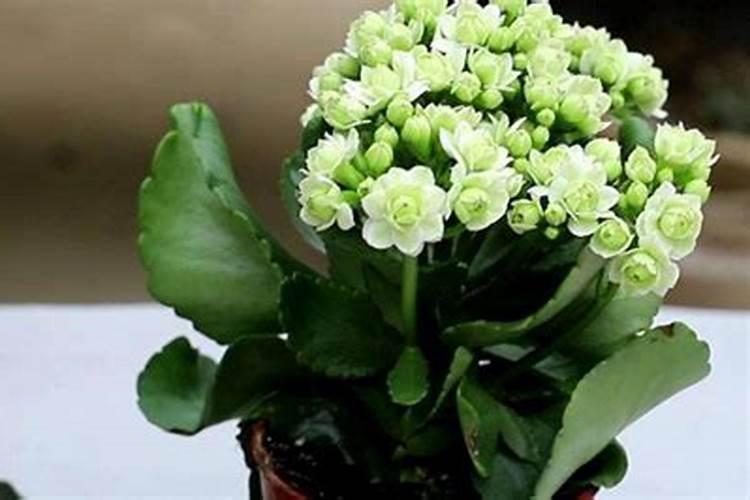 长寿花秋季可施氮肥吗 长寿花秋季是否可施氮肥