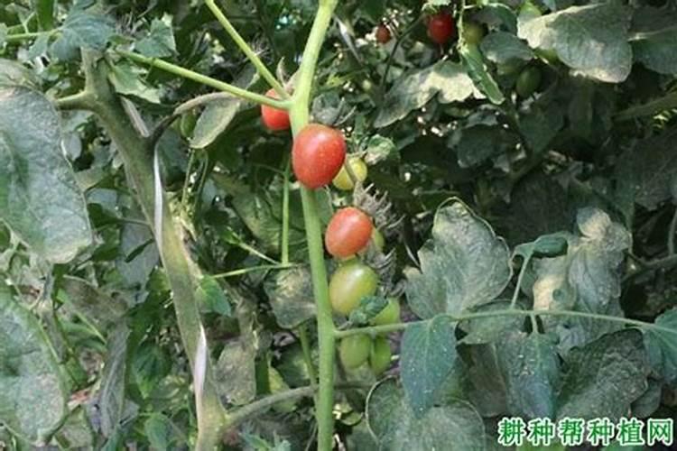 番茄使用芸苔素内酯的功效和注意事项是什么？