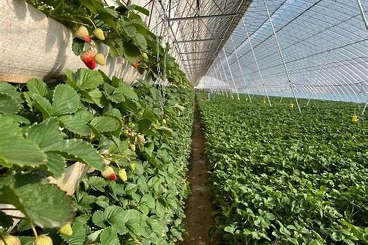 草莓苗什么时候要肥料？需要什么肥料？