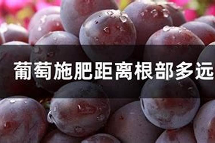 葡萄树底肥放什么肥好(底肥施用方法)