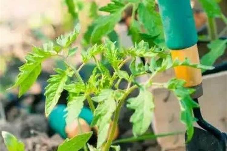 种植番茄需要用什么肥料