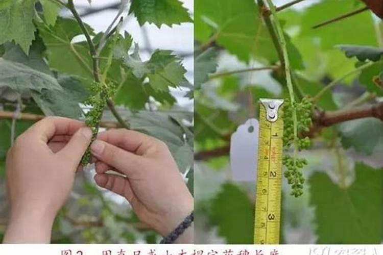 过磷酸钙可以直接撒吗