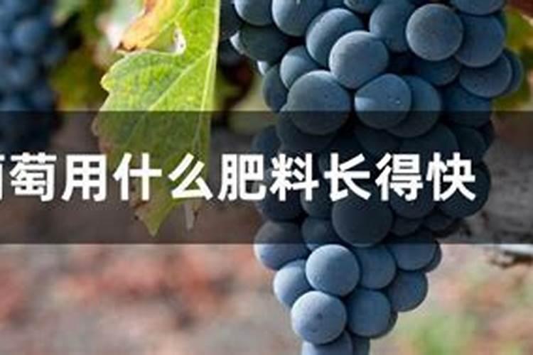 果实膨大期,钙肥亩施用量