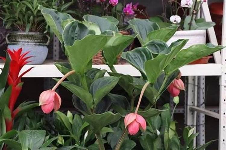 广西芥菜什么时候种植