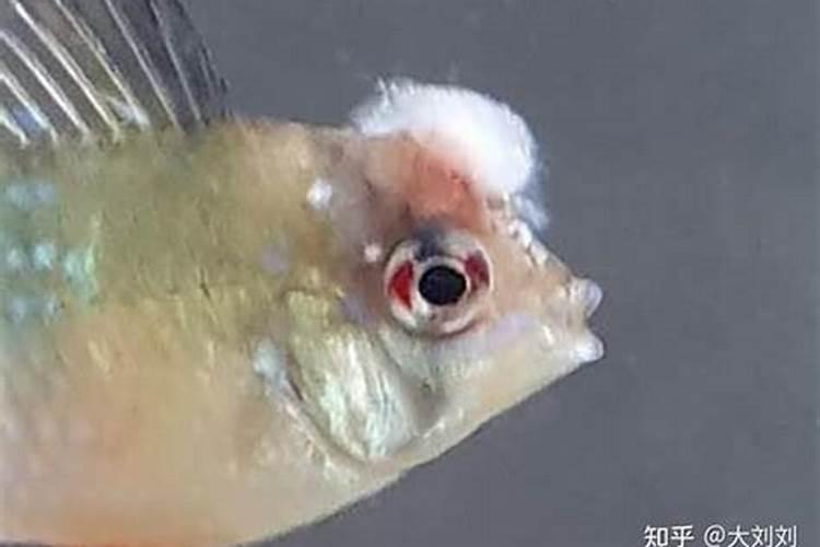 如何防治水霉病？