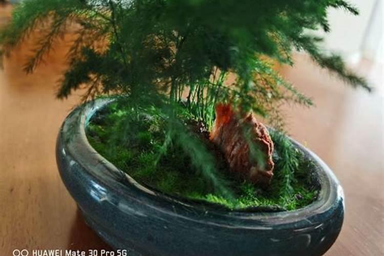 云竹怎么样种最好