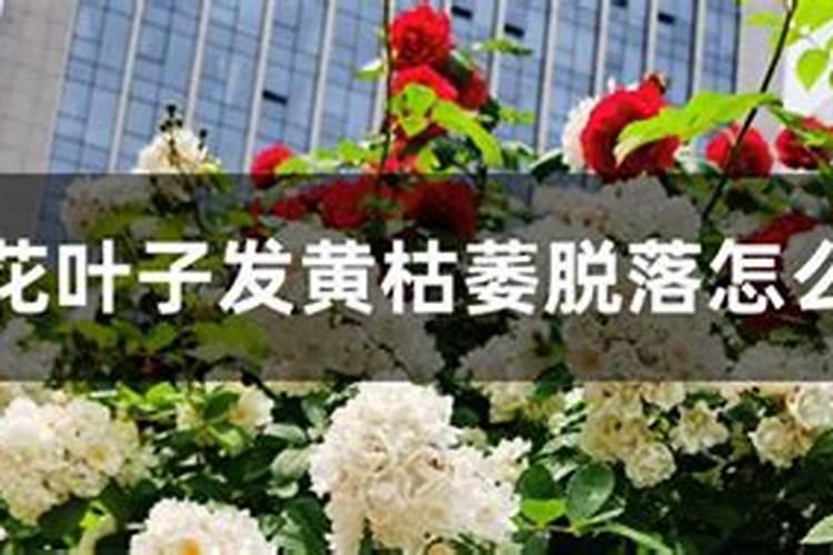 刚长出来的小白菜打什么药预防小虫