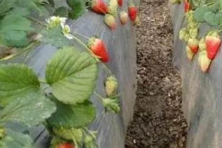 草莓秋施肥,什么肥料是关键？