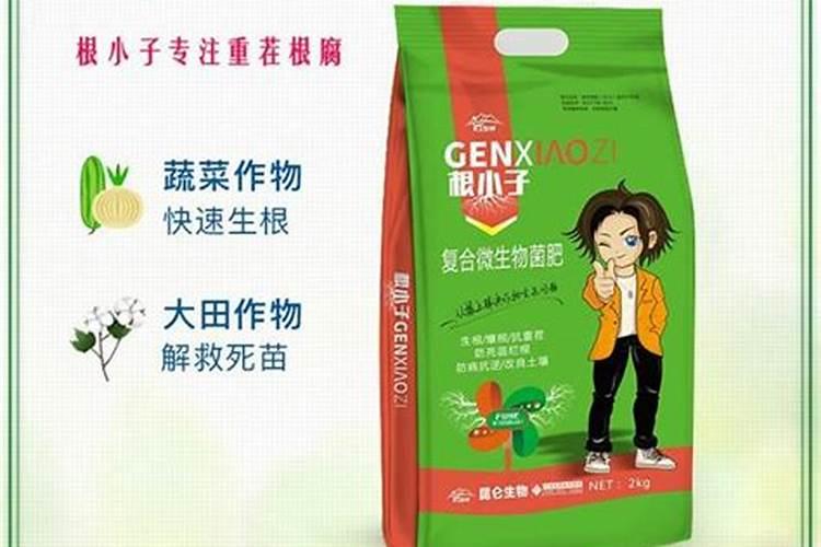 富贵竹怎么养护水不臭长根多