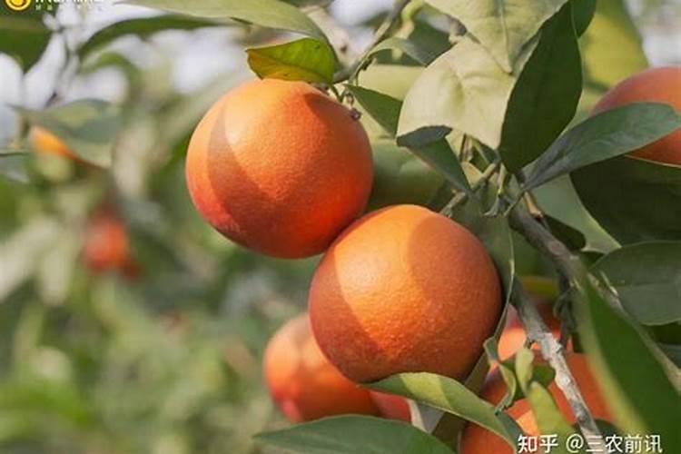 小苏打水可以浇花吗